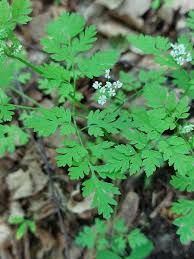 Image result for Anthriscus cerefolium