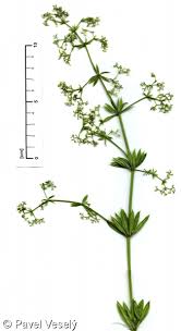 Image result for Galium aparine