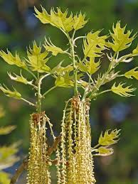 Attēlu rezultāti vaicājumam “Quercus rubra flower”