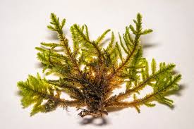 Attēlu rezultāti vaicājumam “Neckera pennata”