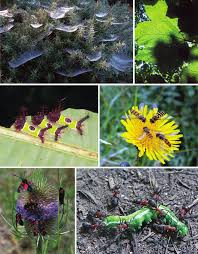 Attēlu rezultāti vaicājumam “Strongylosoma pallipes”