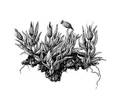 Attēlu rezultāti vaicājumam “Orthotrichum anomalum”