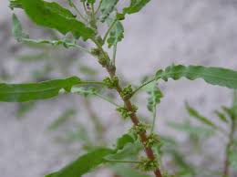 Attēlu rezultāti vaicājumam “Rumex maritimus leaf”