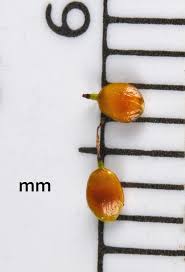 Attēlu rezultāti vaicājumam “Carex disperma”