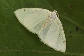 Attēlu rezultāti vaicājumam “Lomographa bimaculata”