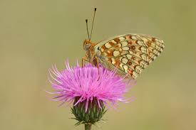 Attēlu rezultāti vaicājumam “Argynnis niobe underside”