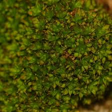 Attēlu rezultāti vaicājumam “Didymodon rigidulus sporophyte”