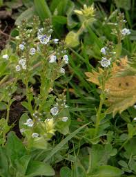 Attēlu rezultāti vaicājumam “Veronica serpyllifolia”