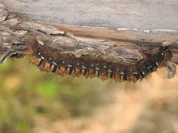 Attēlu rezultāti vaicājumam “Lasiocampa quercus larva”