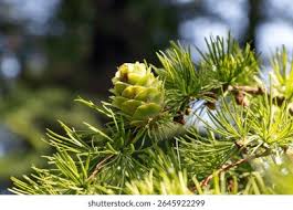 Attēlu rezultāti vaicājumam “Larix sibirica”