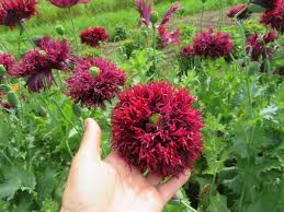 Image result for Papaver somniferum Black