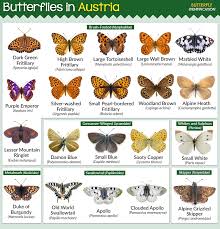 Attēlu rezultāti vaicājumam “Coenonympha hero underside”