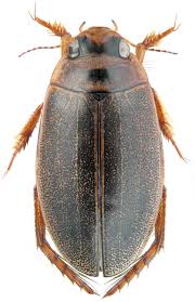 Attēlu rezultāti vaicājumam “Rhantus frontalis”