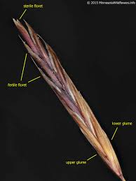 Attēlu rezultāti vaicājumam “Bromopsis inermis leaf”