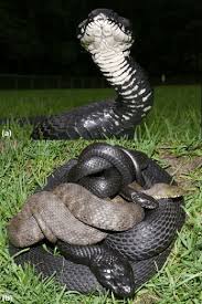 Attēlu rezultāti vaicājumam “Natrix natrix”