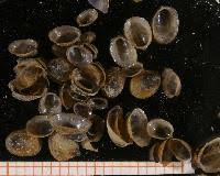 Attēlu rezultāti vaicājumam “Ancylus fluviatilis”