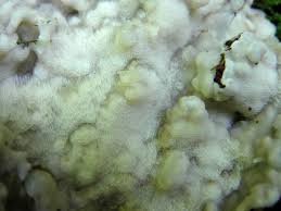 Attēlu rezultāti vaicājumam “Physisporinus sanguinolentus”