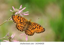 Attēlu rezultāti vaicājumam “Boloria dia”