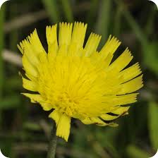 Attēlu rezultāti vaicājumam “Pilosella officinarum”