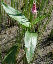 Attēlu rezultāti vaicājumam “Polygonum amphibium”