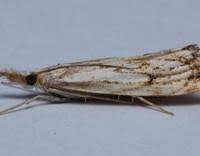 Attēlu rezultāti vaicājumam “Catoptria falsella”