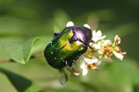 Attēlu rezultāti vaicājumam “Cetonia aurata”