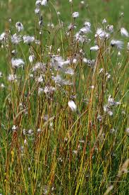 Attēlu rezultāti vaicājumam “Eriophorum gracile leaf”
