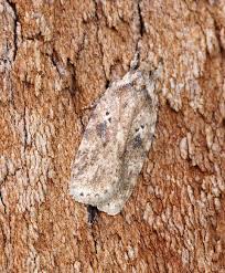 Attēlu rezultāti vaicājumam “Agonopterix aranella”