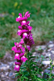 Attēlu rezultāti vaicājumam “Antirrhinum majus flower”