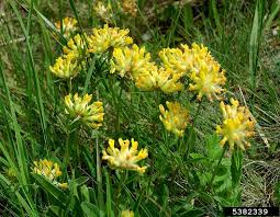 Image result for Anthyllis vulneraria rubra