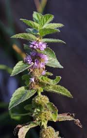 Attēlu rezultāti vaicājumam “Mentha arvensis flower”