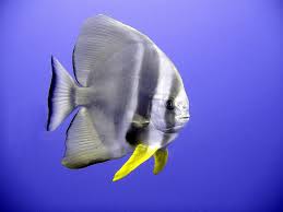 Image result for vissen