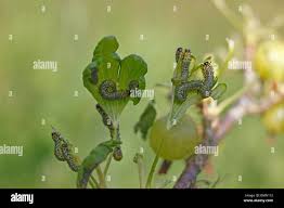 Attēlu rezultāti vaicājumam “Nematus ribesii”