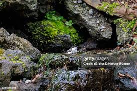 Attēlu rezultāti vaicājumam “Poecile montanus”