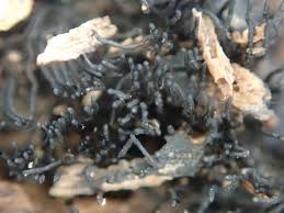 Attēlu rezultāti vaicājumam “Stemonitis lignicola stalked”