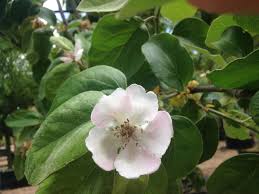 Attēlu rezultāti vaicājumam “Cydonia oblonga flower”