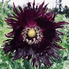 Image result for Papaver somniferum Black