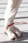 DEW CLAWS: Why remove dew claws from beagle puppies?