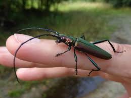 Attēlu rezultāti vaicājumam “Aromia moschata”