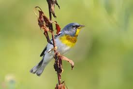 Image result for Parula americana