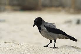 Attēlu rezultāti vaicājumam “Corvus cornix adult”