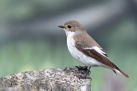 Attēlu rezultāti vaicājumam “Muscicapidae”