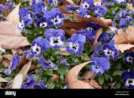 Image result for Viola wittrockiana