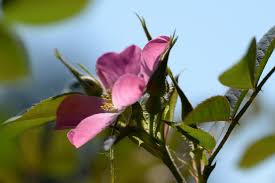 Attēlu rezultāti vaicājumam “Rosa glauca”