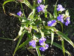 Attēlu rezultāti vaicājumam “Tradescantia virginiana”