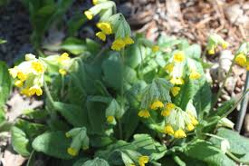 Attēlu rezultāti vaicājumam “Primula veris var. rubra flower”