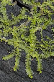 Attēlu rezultāti vaicājumam “Lophocolea minor”