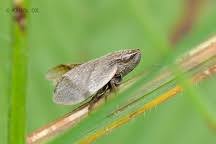 Attēlu rezultāti vaicājumam “Lepyronia coleoptrata”