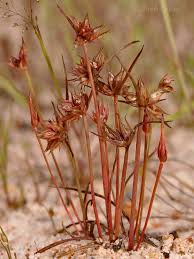 Attēlu rezultāti vaicājumam “Juncus capitatus”