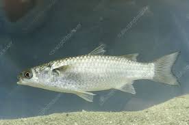 Image result for Mugil cephalus
